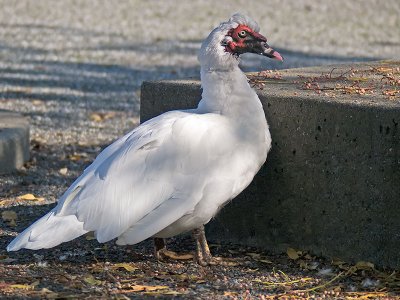 Domesticated Muscovy Drake  _B186156.jpg