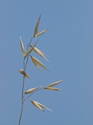 Seed Pods _5110985