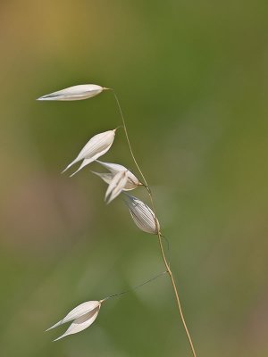 Seeds in the Wind _5111158