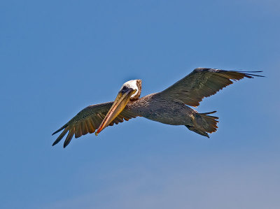 Brown Pelican _8069160