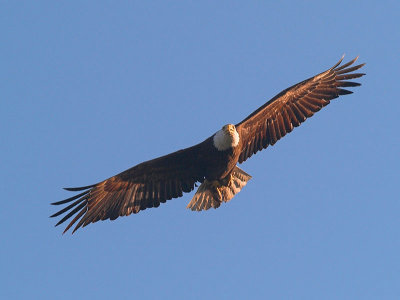 Eagle soaring _5273121-04