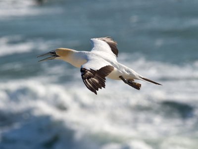 Gannet calling _2045735