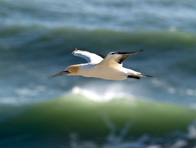 Gannet over the Surf _2045693