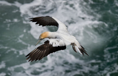 Gannet over the Tasman Sea _1254608