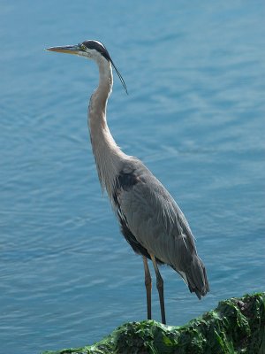 Great Blue Heron _7063031-01