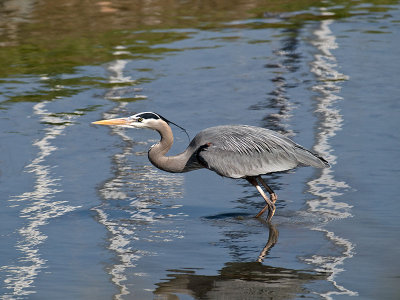 Great Blue Heron with Reflections _2136596.