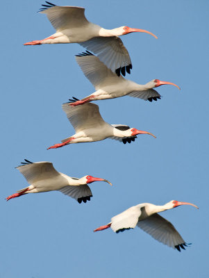 White Ibises  _3298961