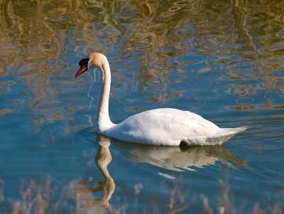 Mute Swan _3039993-2