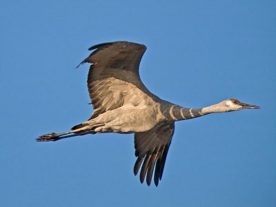 Sandhill Crane _B075236