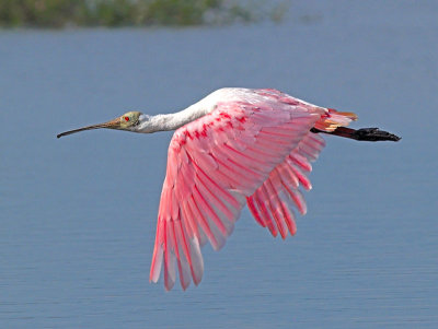 Spoonbill _6015004-01