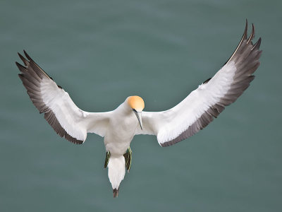 The Blessing Gannet _9010311
