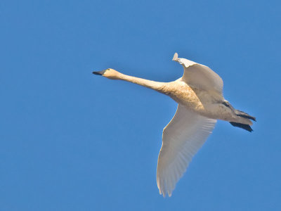 Tundra Swan _B165932