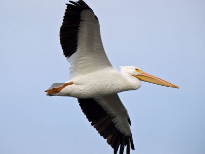 White Pelican _B055058