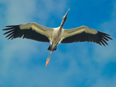 Wood Stork _5263483-01