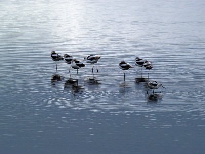 American Avocets _B069861-01