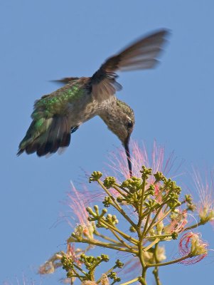 Annas hummingbird _7138084.