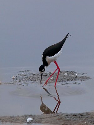 Black-necked Stilt #1 _B069849