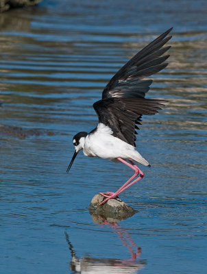Black-necked Stilt _7218250