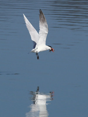 Caspian Tern _4272950-02