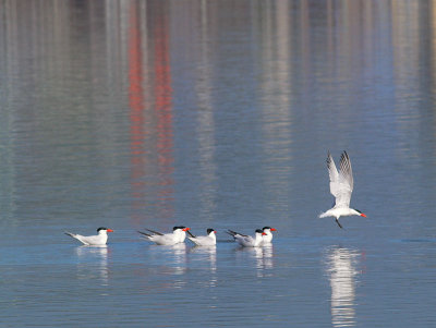 Caspian Terns _4272975-01