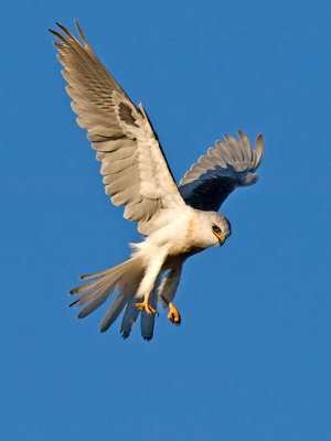 Male juvenile White-tailed Kite _8210201