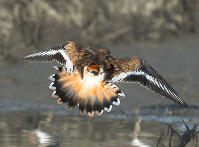 Killdeer _9297875-01