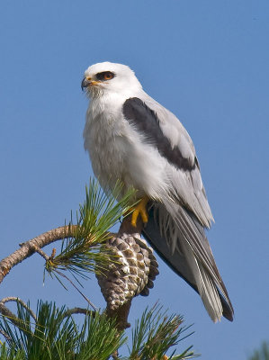 Adult male White-tailed Kite _6155423
