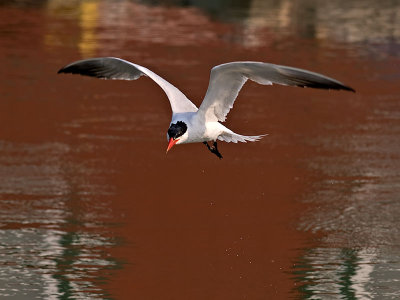 Forsters Tern _6266748