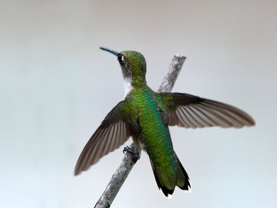 Humming Bird _8145649-01
