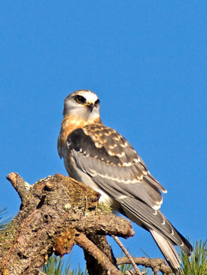 Female juvenile White-tailed Kite_9284259