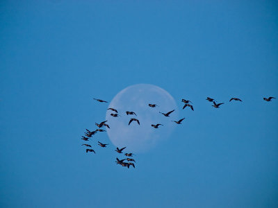 Cackling Geese and the Morning Moon _B155760