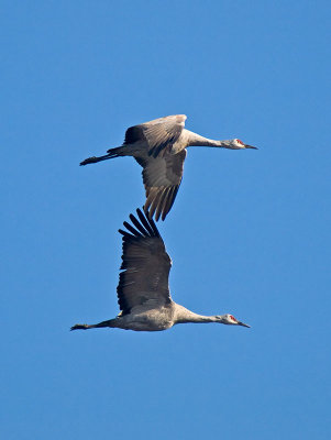 Sandhill Cranes _B155759