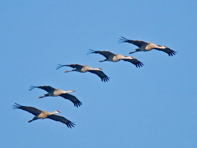 Sandhill Cranes in Flight _B155752