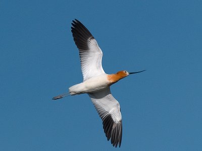 Soaring Avocet _3085532