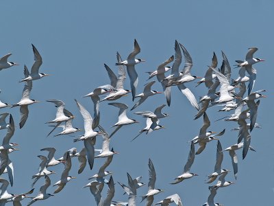 Terns _8259824