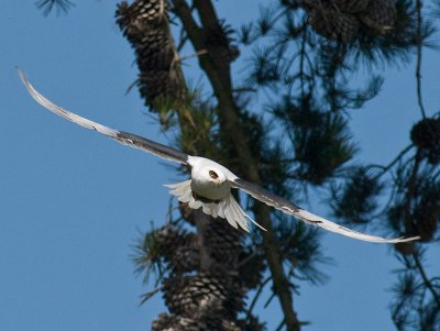 Kite and Mouse _5221744-2