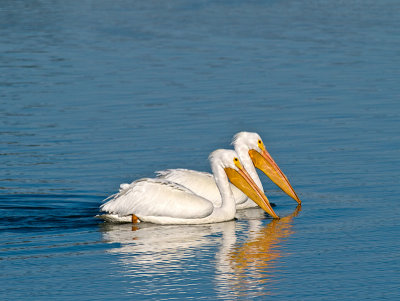 White Pelicans taking the Sun 253408