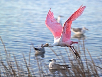 Spoonbill at dusk _B267371-01