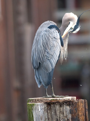 Great Blue Heron preening _1059254