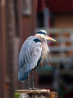 Great Blue Heron _1059255