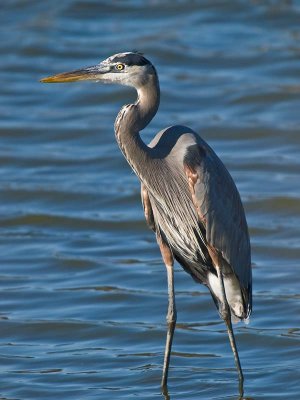 Great Blue Heron 263518