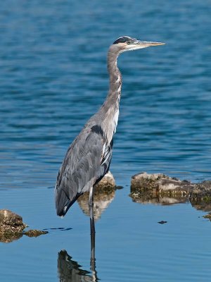 Great Blue Heron _A082177