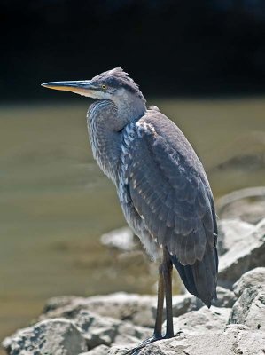 Juvenile Great Blue Heron _7088008