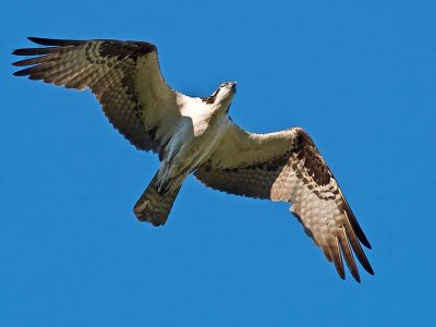 Osprey _8165815