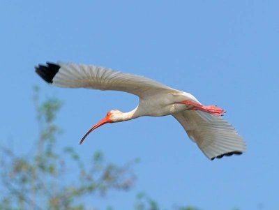 White Ibis _4180695-01