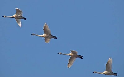 Tundra Swans _B165981