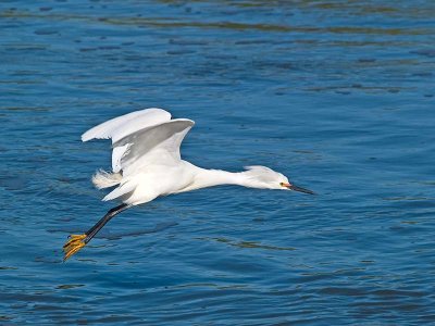 Snowy Egret defending its territory _4171317