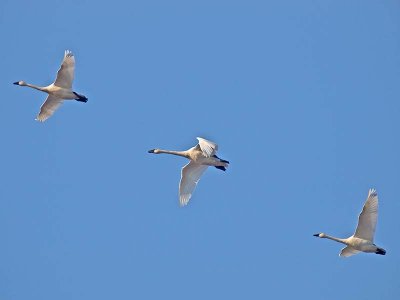 Tundra Swans _B165966