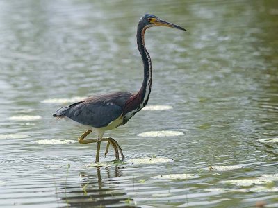 Tri-color Heron _1044076