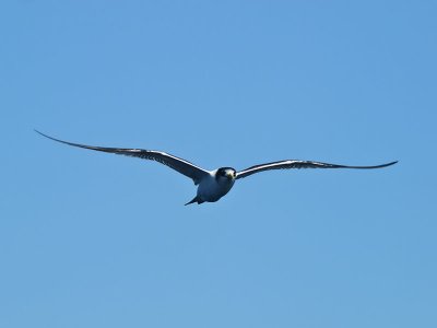 Crested Tern _9121067.jpg